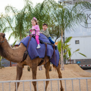 Camel Rides