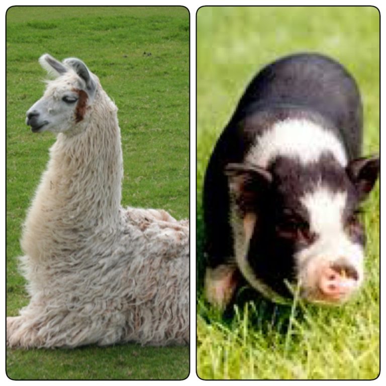 LLama and Pig Rental