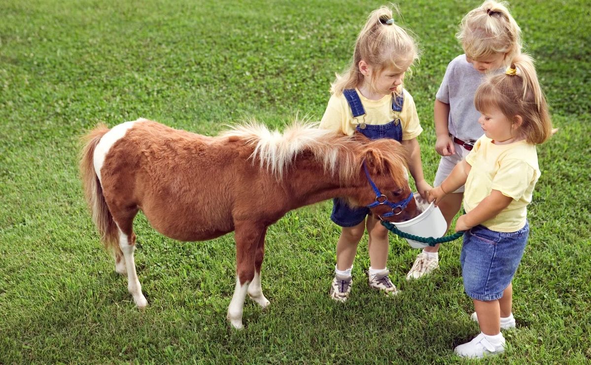 Pony Rides