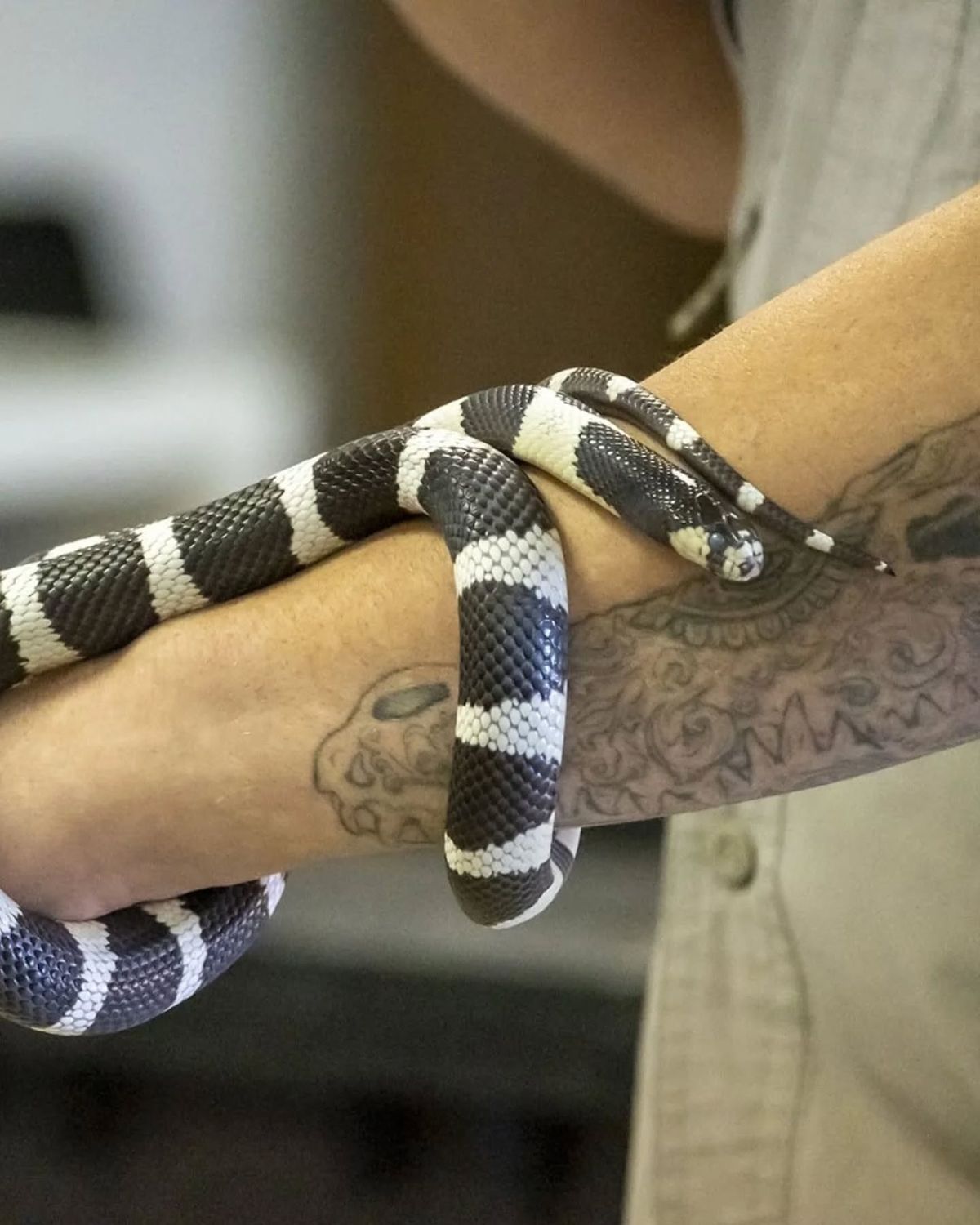 Reptile Shows